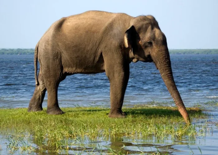 Yala Elephant