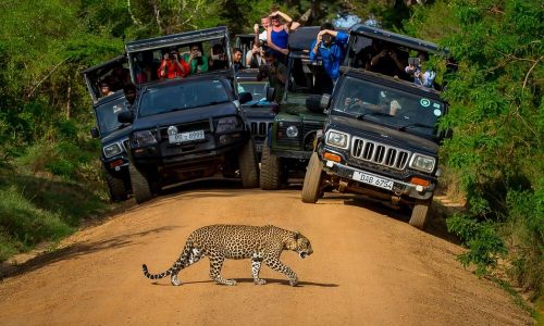 yala national park